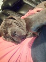 Cane Corso Puppies for sale in Fort Wayne, IN, USA. price: NA