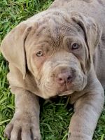Cane Corso Puppies for sale in Fontana, CA, USA. price: NA