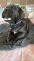Cane Corso Puppies for sale in Bakersfield, CA, USA. price: NA