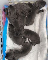 Cane Corso Puppies for sale in Chandler, AZ, USA. price: NA