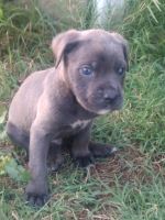 Cane Corso Puppies for sale in Lexington Park, MD, USA. price: NA