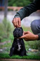Cane Corso Puppies for sale in Pune, Maharashtra, India. price: 40000 INR