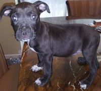 Cane Corso Puppies for sale in Blackwood, NJ 08012, USA. price: NA
