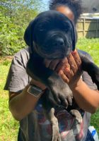 Cane Corso Puppies for sale in Houston, TX, USA. price: NA