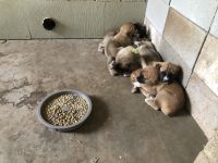 Cane Corso Puppies for sale in Tucson, AZ, USA. price: NA