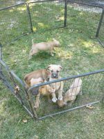 Cane Corso Puppies Photos