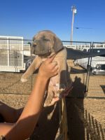 Cane Corso Puppies for sale in Phelan, CA 92371, USA. price: NA