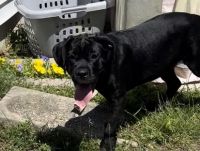 Cane Corso Puppies for sale in Barnegat Township, NJ, USA. price: NA