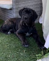 Cane Corso Puppies for sale in Barnegat Township, NJ, USA. price: NA