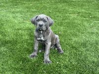 Cane Corso Puppies for sale in Oceanside, CA, USA. price: NA
