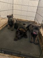 Cane Corso Puppies Photos