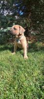 Cane Corso Puppies for sale in Grabill, IN 46741, USA. price: NA