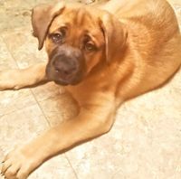 Cane Corso Puppies for sale in Hendersonville, NC, USA. price: NA
