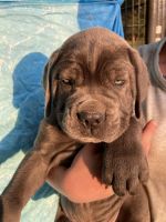 Cane Corso Puppies for sale in Belleview, MO 63623, USA. price: NA