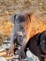 Cane Corso Puppies for sale in Tonganoxie, KS 66086, USA. price: NA