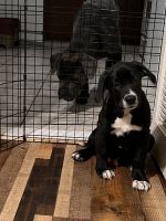 Cane Corso Puppies for sale in Wilmington, DE, USA. price: NA
