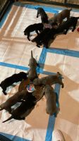 Cane Corso Puppies for sale in Fraser, MI 48026, USA. price: NA