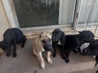 Cane Corso Puppies for sale in Harbor City, CA 90710, USA. price: NA