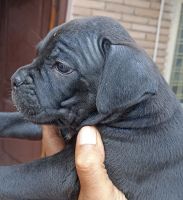 Cane Corso Puppies for sale in Hyderabad, Telangana, India. price: 55000 INR