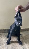 Cane Corso Puppies for sale in Chennai, Tamil Nadu, India. price: 75000 INR