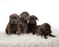 Cane Corso Puppies for sale in Parksville, BC, Canada. price: $3,000