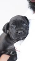 Cane Corso Puppies for sale in Chennai, Tamil Nadu, India. price: 45000 INR