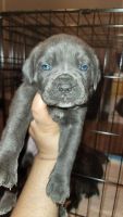 Cane Corso Puppies for sale in Atlanta, GA, USA. price: NA