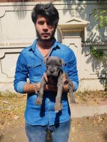 Cane Corso Puppies for sale in Pune, Maharashtra, India. price: 80000 INR