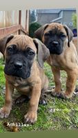 Cane Corso Puppies for sale in Kent, WA, USA. price: NA