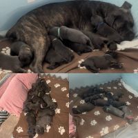 Cane Corso Puppies for sale in Sarasota, FL, USA. price: NA