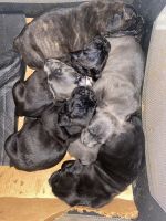 Cane Corso Puppies for sale in North Little Rock, AR 72120, USA. price: NA