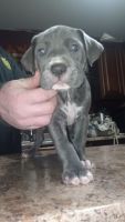 Cane Corso Puppies for sale in 7 Macaulays Ln, Sydney Mines, NS B1V 2T8, Canada. price: $1,000