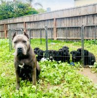 Cane Corso Puppies for sale in Thousand Oaks, CA, USA. price: NA