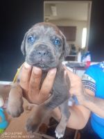 Cane Corso Puppies for sale in Spartanburg, SC, USA. price: NA