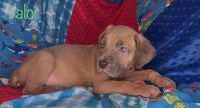 Cane Corso Puppies for sale in Northern Virginia, VA, USA. price: NA