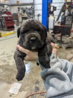 Cane Corso Puppies for sale in Blanchester, OH 45107, USA. price: NA