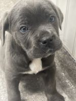 Cane Corso Puppies for sale in Snellville, GA, USA. price: NA