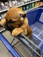 Cane Corso Puppies for sale in El Paso, TX 79912, USA. price: NA