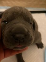 Cane Corso Puppies for sale in 828 Kingston Rd, Toronto, ON M4E 1S2, Canada. price: $2,500