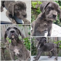 Cane Corso Puppies for sale in Atlanta, GA, USA. price: $1,300
