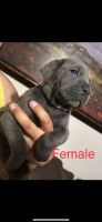 Cane Corso Puppies for sale in Houston, TX, USA. price: $900