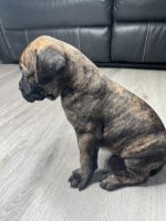 Cane Corso Puppies for sale in Winder, GA 30680, USA. price: $2,500