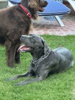 Cane Corso Puppies for sale in Simi Valley, CA, USA. price: $100