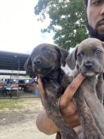 Cane Corso Puppies for sale in Bushwood, MD 20618, USA. price: NA