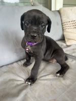 Cane Corso Puppies for sale in Asheville, NC, USA. price: $1,400
