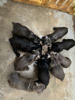 Cane Corso Puppies for sale in 505 Maple Crest Dr, Lawrenceville, GA 30044, USA. price: $2,000