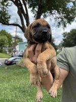 Cane Corso Puppies for sale in Manassas, VA, USA. price: $400
