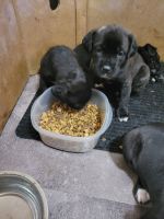 Cane Corso Puppies for sale in Brampton, ON, Canada. price: $400