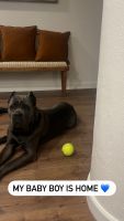 Cane Corso Puppies for sale in Los Angeles, CA, USA. price: $1,000