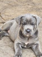 Cane Corso Puppies for sale in Los Angeles, CA, USA. price: $1,500